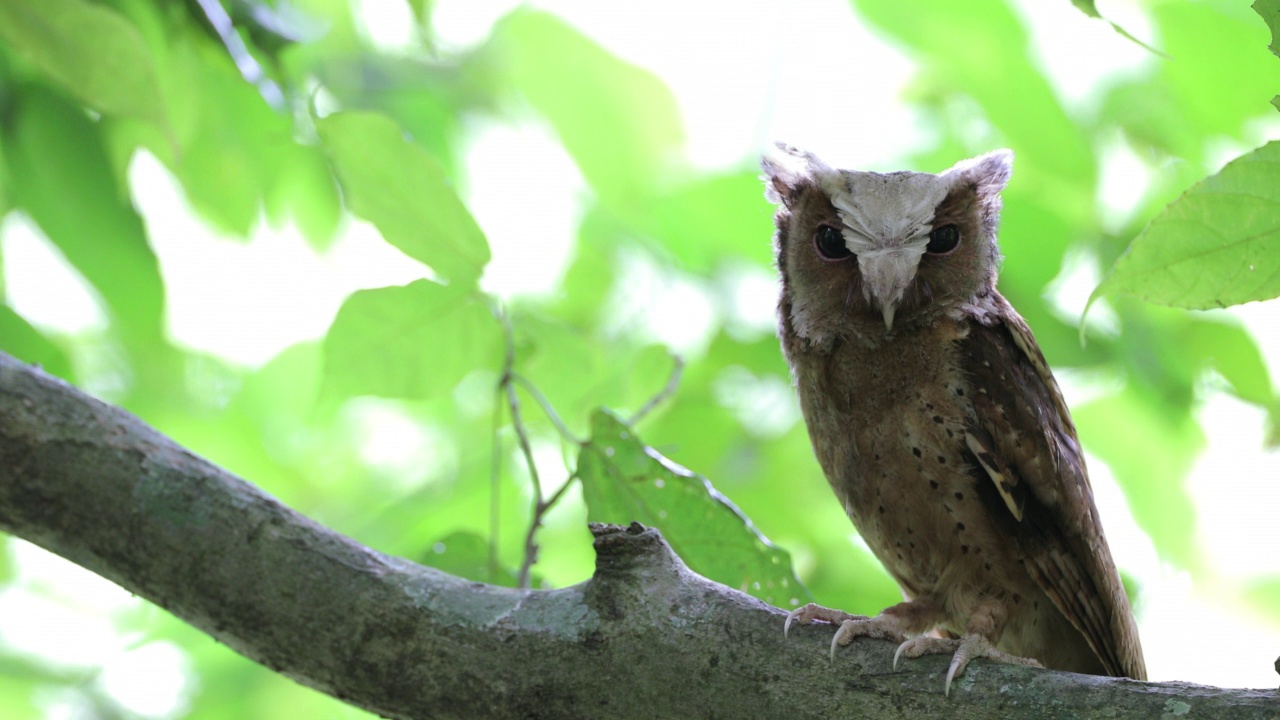 夜行鸟:成年白额镜鸮(Otus sagittatus)。视频素材