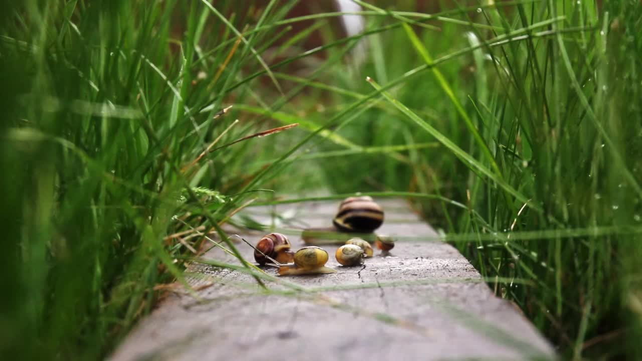 腹足纲软体动物在夏天的生活。蜗牛在木板上爬行视频素材