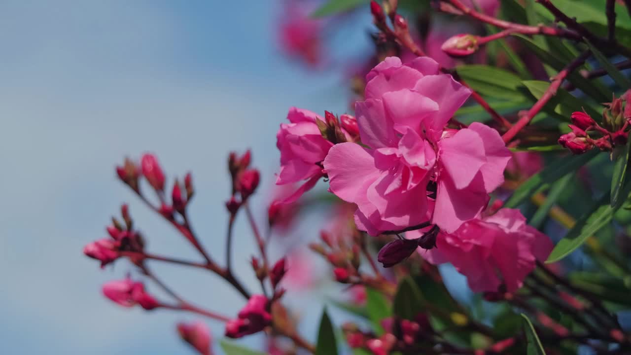 粉红色的杜鹃花视频素材