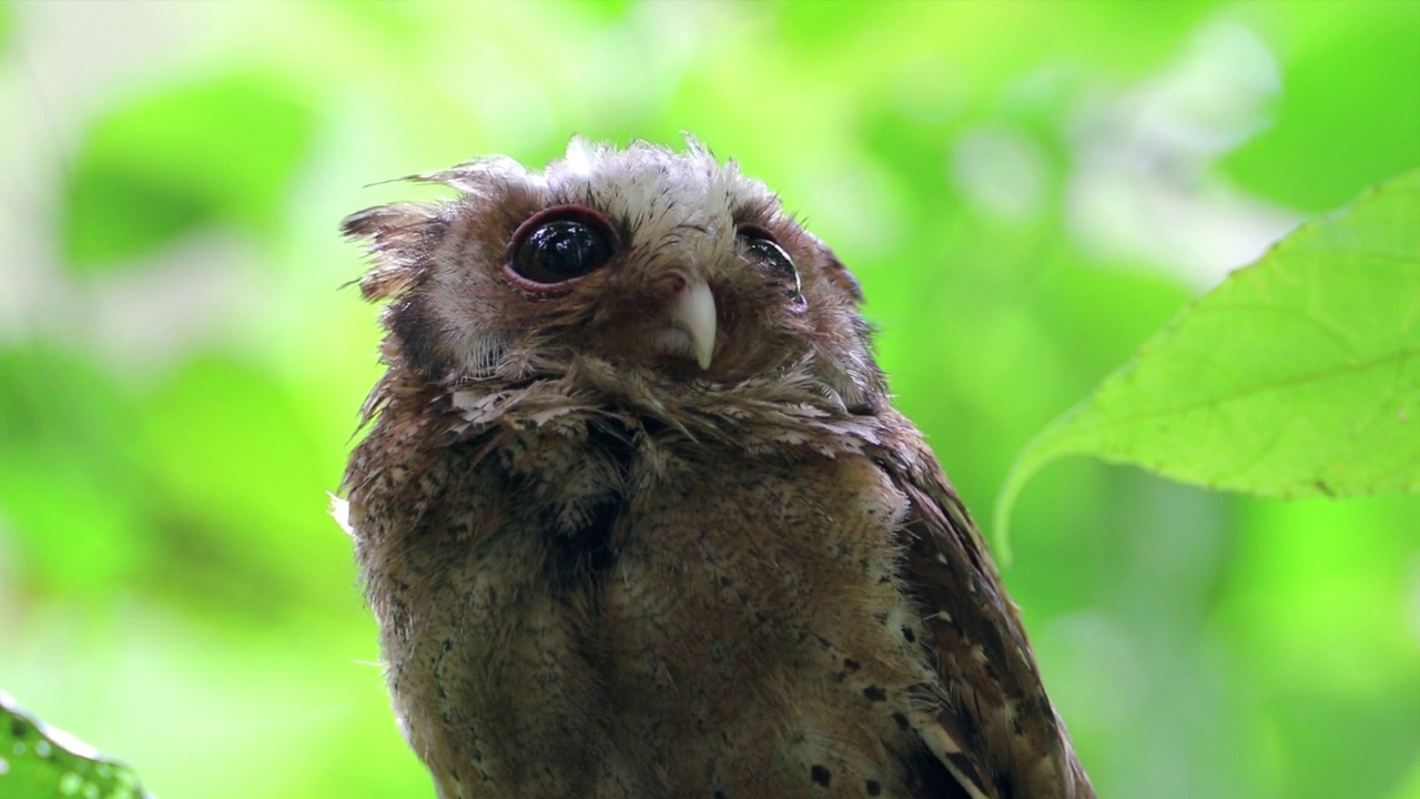 夜行鸟:成年白额镜鸮(Otus sagittatus)。视频素材