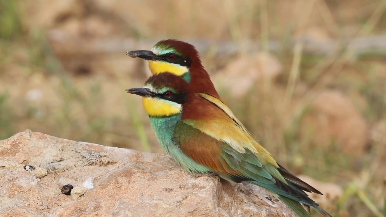 筑巢群中的欧洲食蜂鸟(Merops apiaster)视频素材