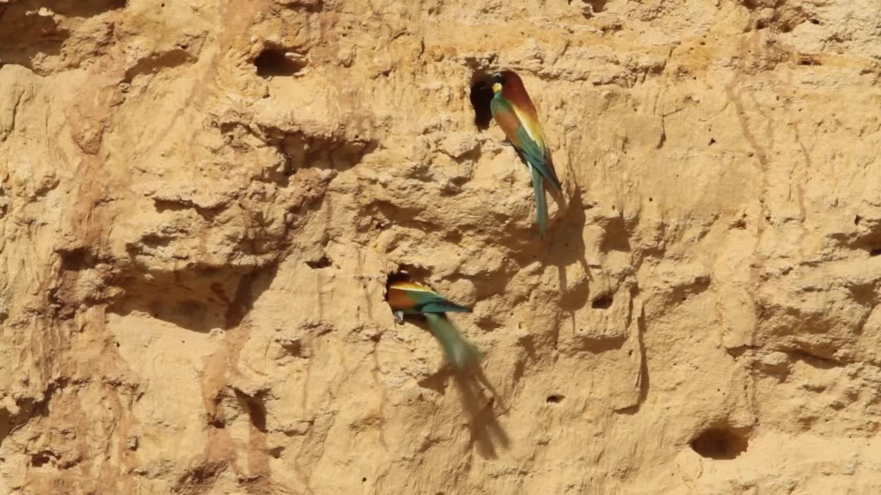 筑巢群中的欧洲食蜂鸟(Merops apiaster)视频素材