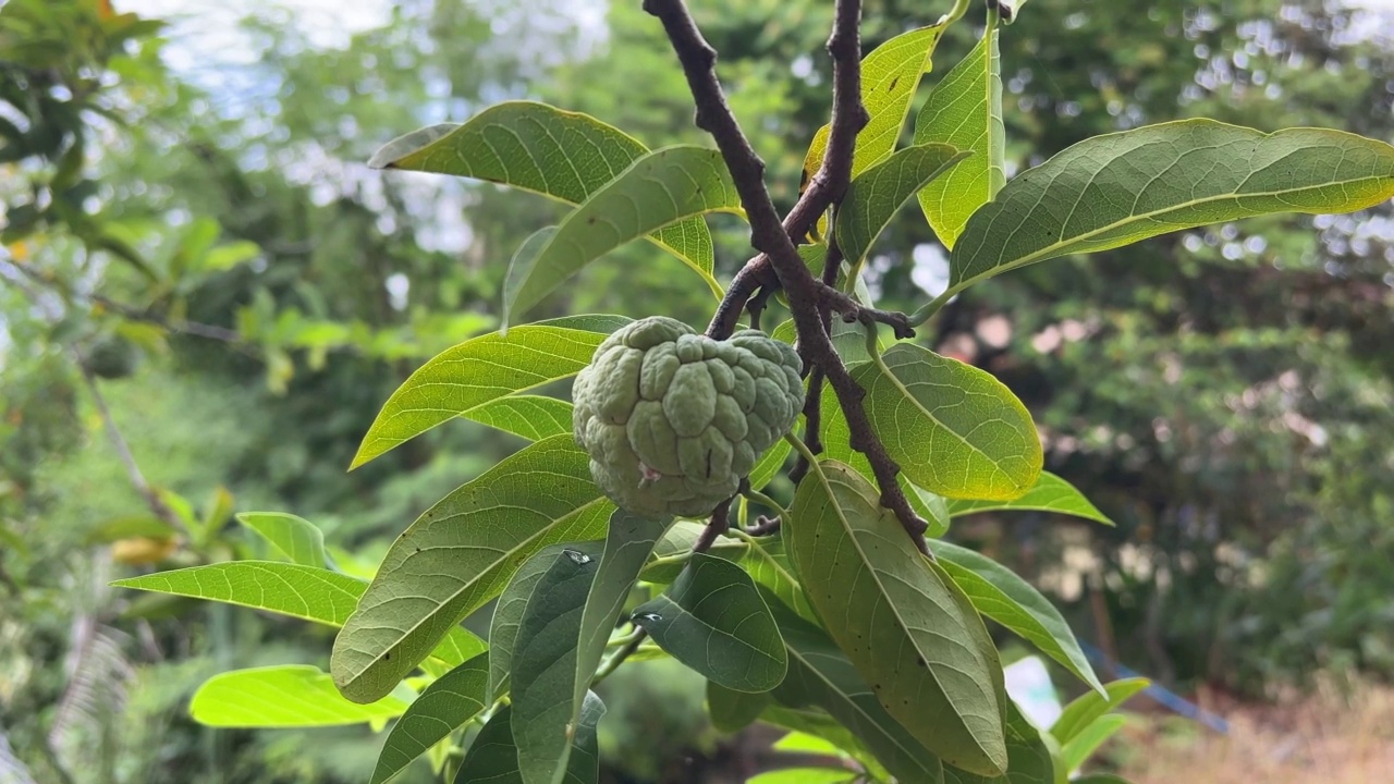 糖苹果水果在自然花园视频素材