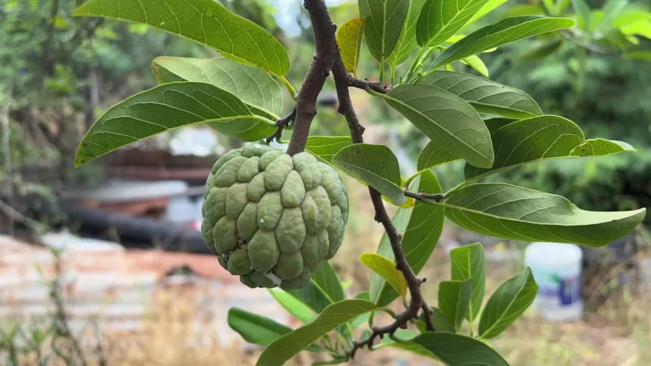 糖苹果水果在自然花园视频素材