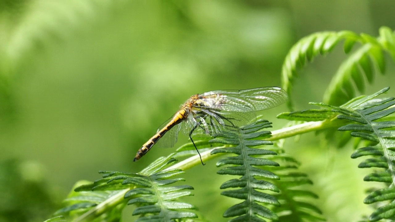 一只雌性的拉迪·达特;Sympetrum sanguineum;在英国坎布里亚郡莫斯的福尔肖视频素材