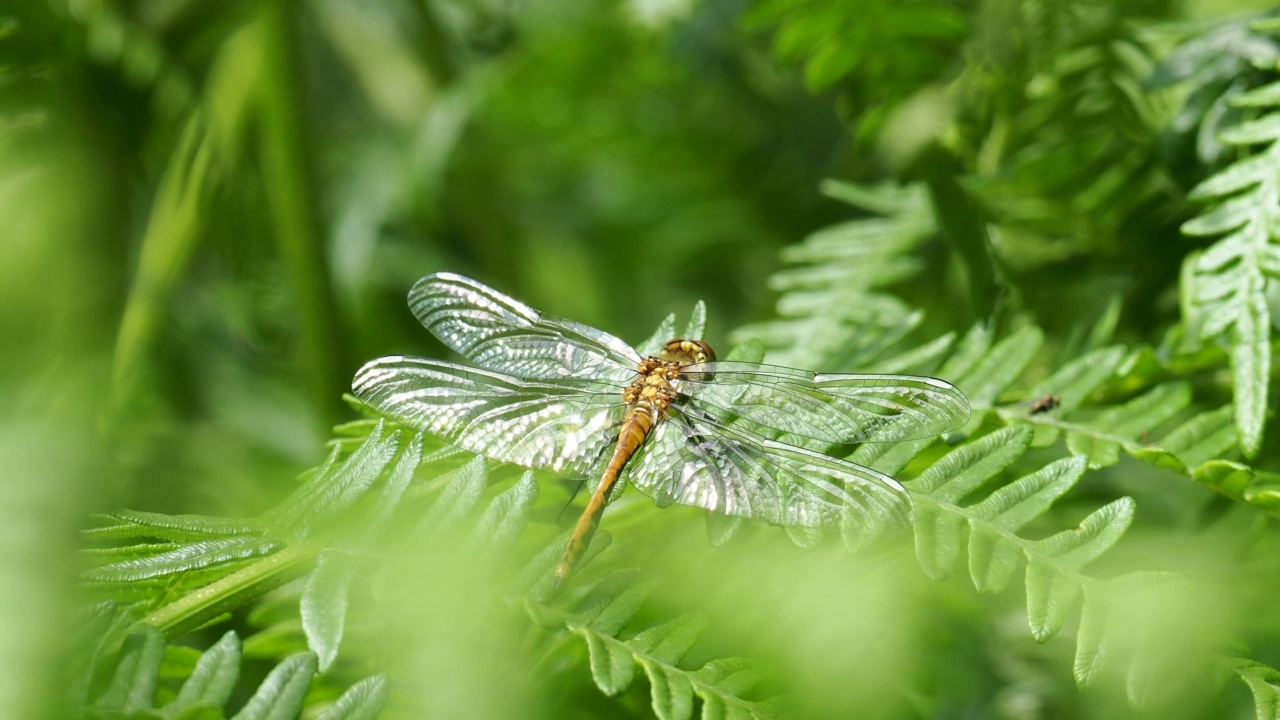 一只雌性的拉迪·达特;Sympetrum sanguineum;在英国坎布里亚郡莫斯的福尔肖视频素材