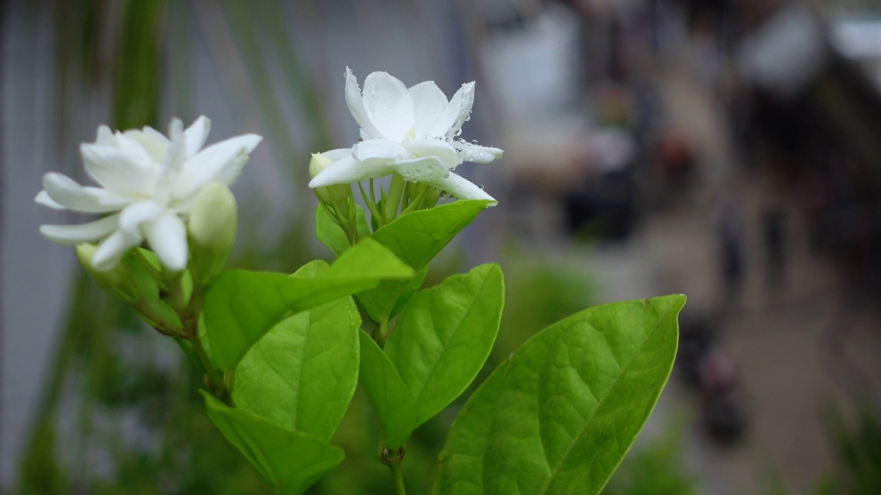 白色茉莉(阿拉伯茉莉)花盛开在一棵绿色的树上。白色和绿色的花特写背景。4 k的视频。视频素材