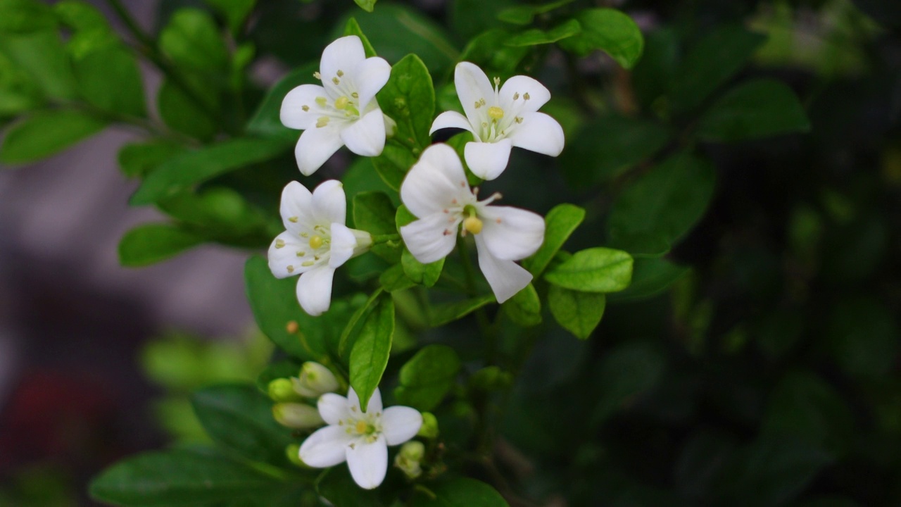 芬芳的橙色茉莉花(卡米尼)白色的花在绿树上。潮湿的白色Madhu Kamini花在雨季的特写。4k视频。视频素材