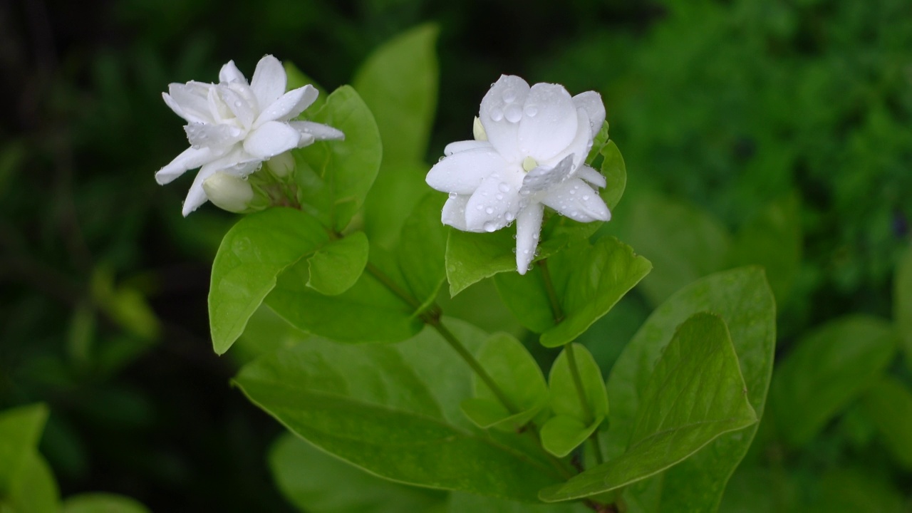 白色茉莉(阿拉伯茉莉)花盛开在一棵绿色的树上。白色和绿色的花特写背景。4 k的视频。视频素材