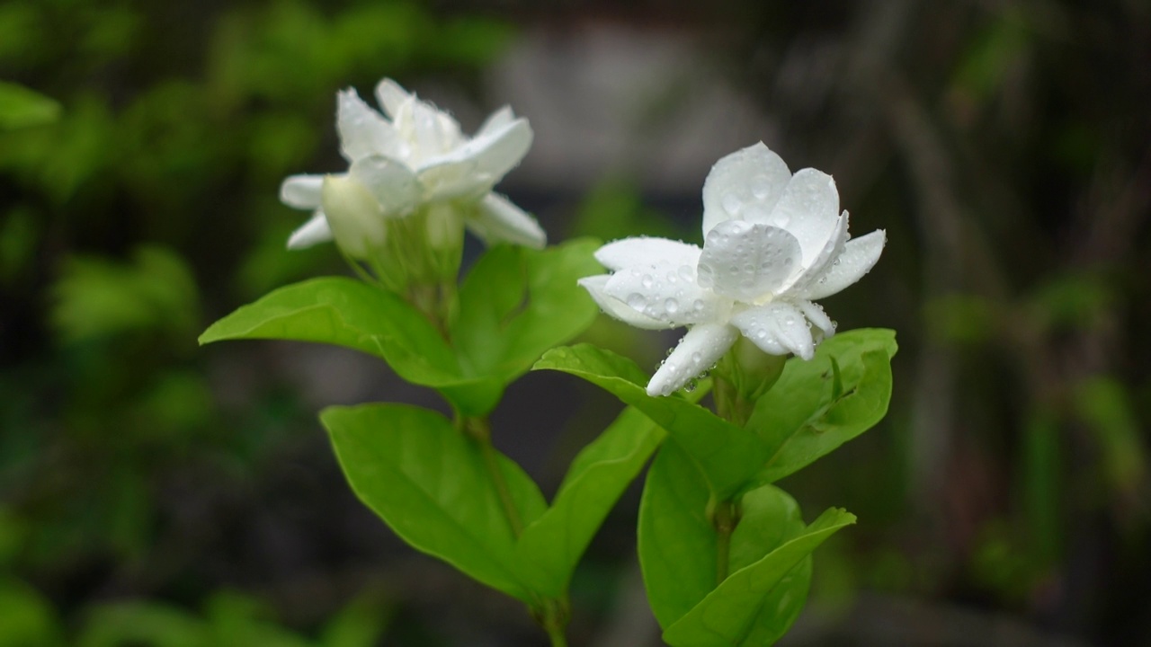 白色茉莉(阿拉伯茉莉)花盛开在一棵绿色的树上。白色和绿色的花特写背景。4 k的视频。视频素材