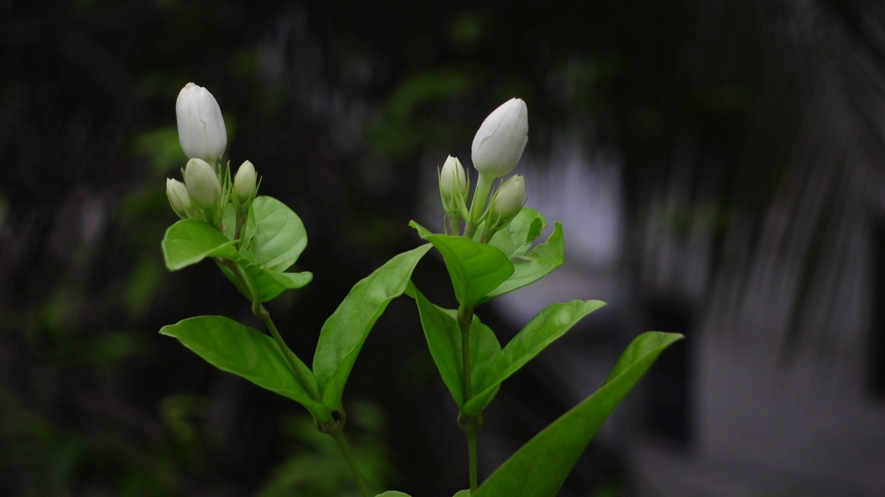 白色茉莉(阿拉伯茉莉)花盛开在一棵绿色的树上。白色和绿色的花特写背景。4 k的视频。视频素材