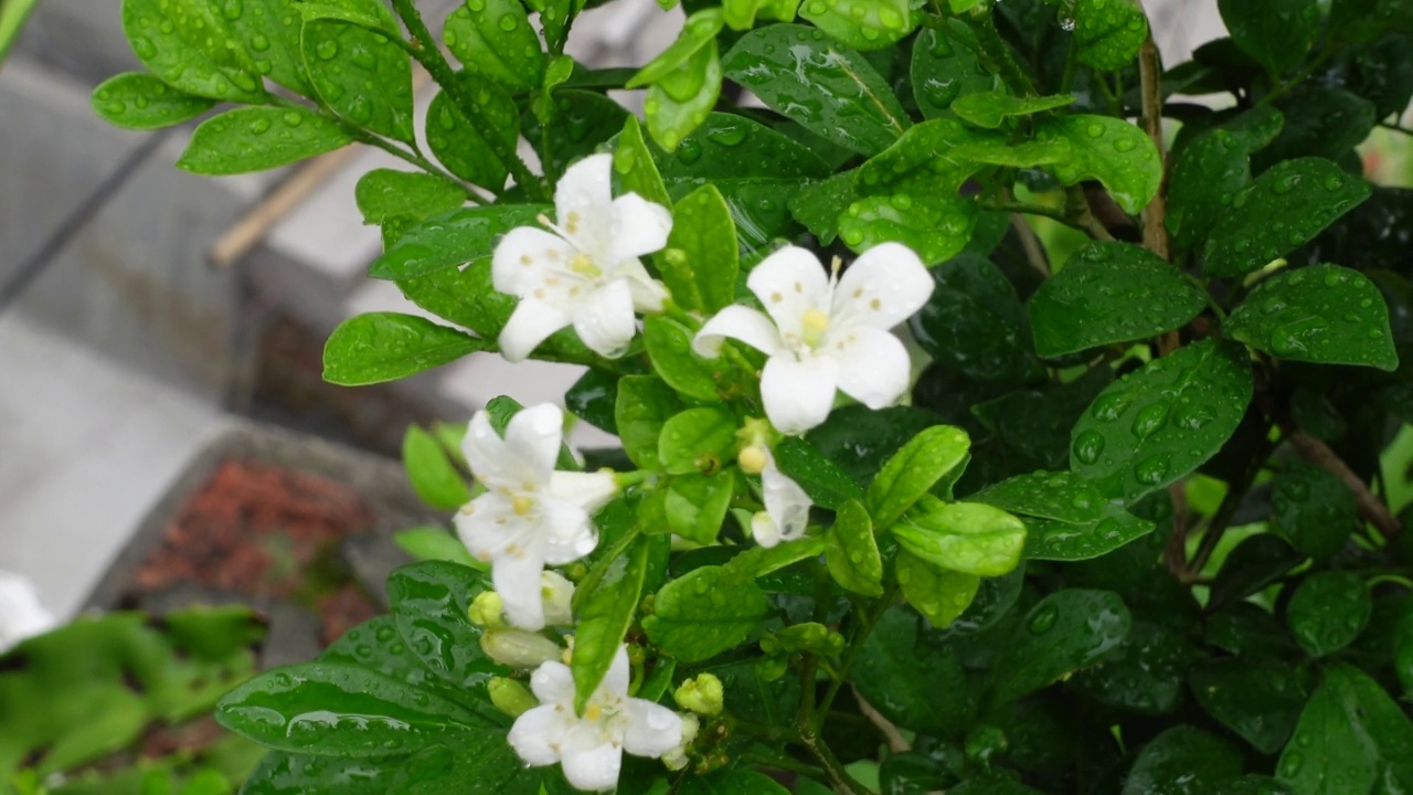 芬芳的橙色茉莉花(卡米尼)白色的花在绿树上。潮湿的白色Madhu Kamini花在雨季的特写。4k视频。视频素材