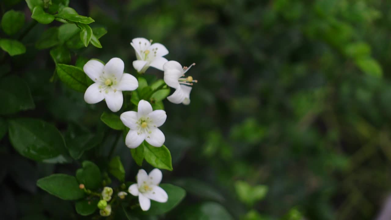 芬芳的橙色茉莉花(卡米尼)白色的花在绿树上。潮湿的白色Madhu Kamini花在雨季的特写。4k视频。视频素材