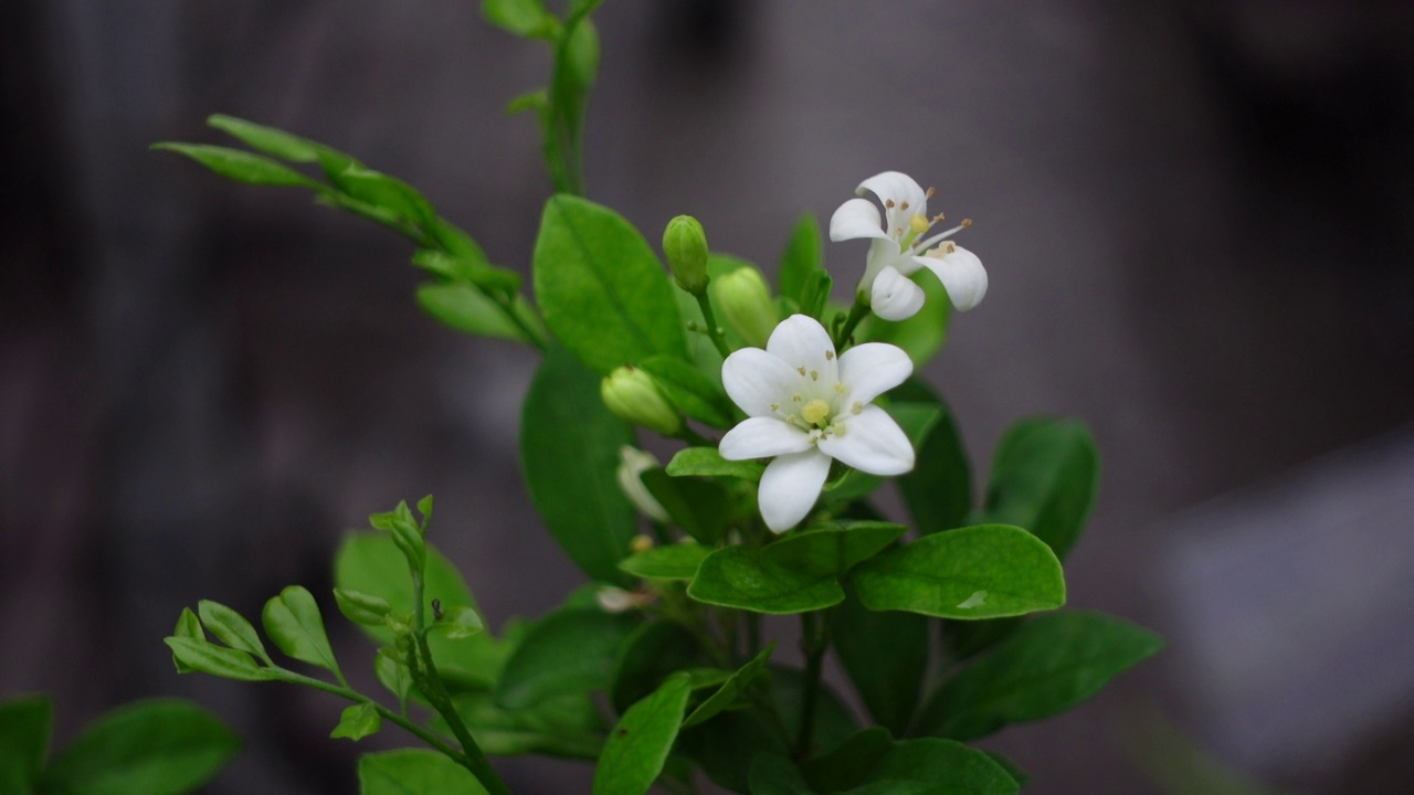 芬芳的橙色茉莉花(卡米尼)白色的花在绿树上。潮湿的白色Madhu Kamini花在雨季的特写。4k视频。视频素材