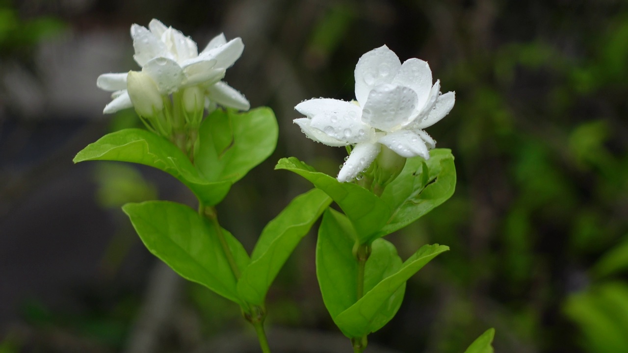 白色茉莉(阿拉伯茉莉)花盛开在一棵绿色的树上。白色和绿色的花特写背景。4 k的视频。视频素材