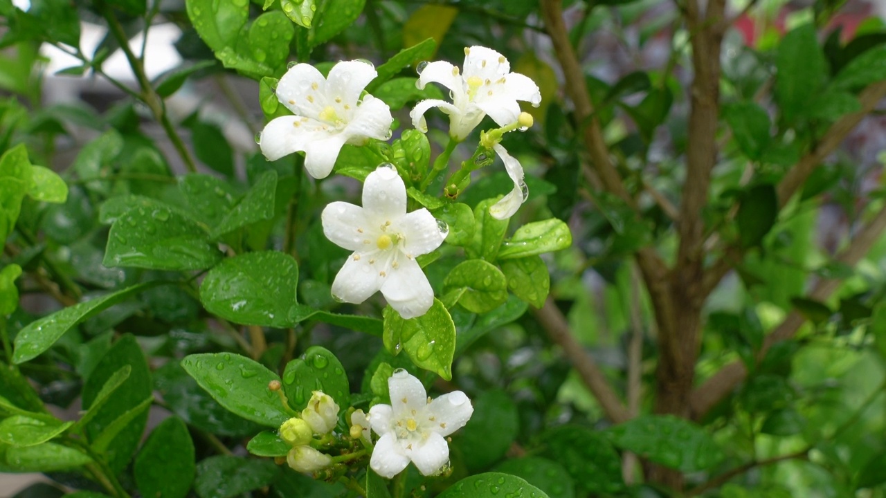 芬芳的橙色茉莉花(卡米尼)白色的花在绿树上。潮湿的白色Madhu Kamini花在雨季的特写。4k视频。视频素材