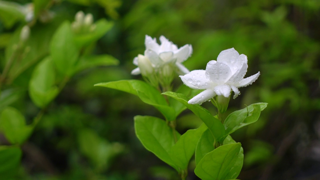 白色茉莉(阿拉伯茉莉)花盛开在一棵绿色的树上。白色和绿色的花特写背景。4 k的视频。视频素材