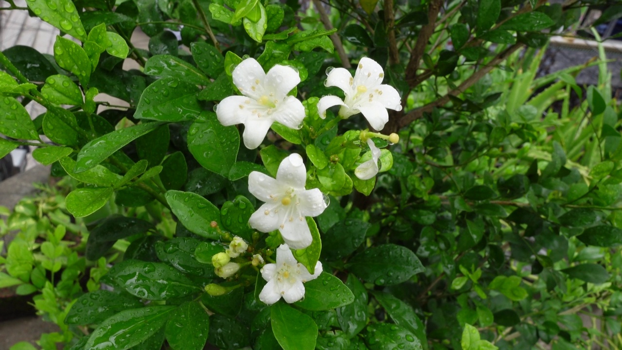 芬芳的橙色茉莉花(卡米尼)白色的花在绿树上。潮湿的白色Madhu Kamini花在雨季的特写。4k视频。视频素材