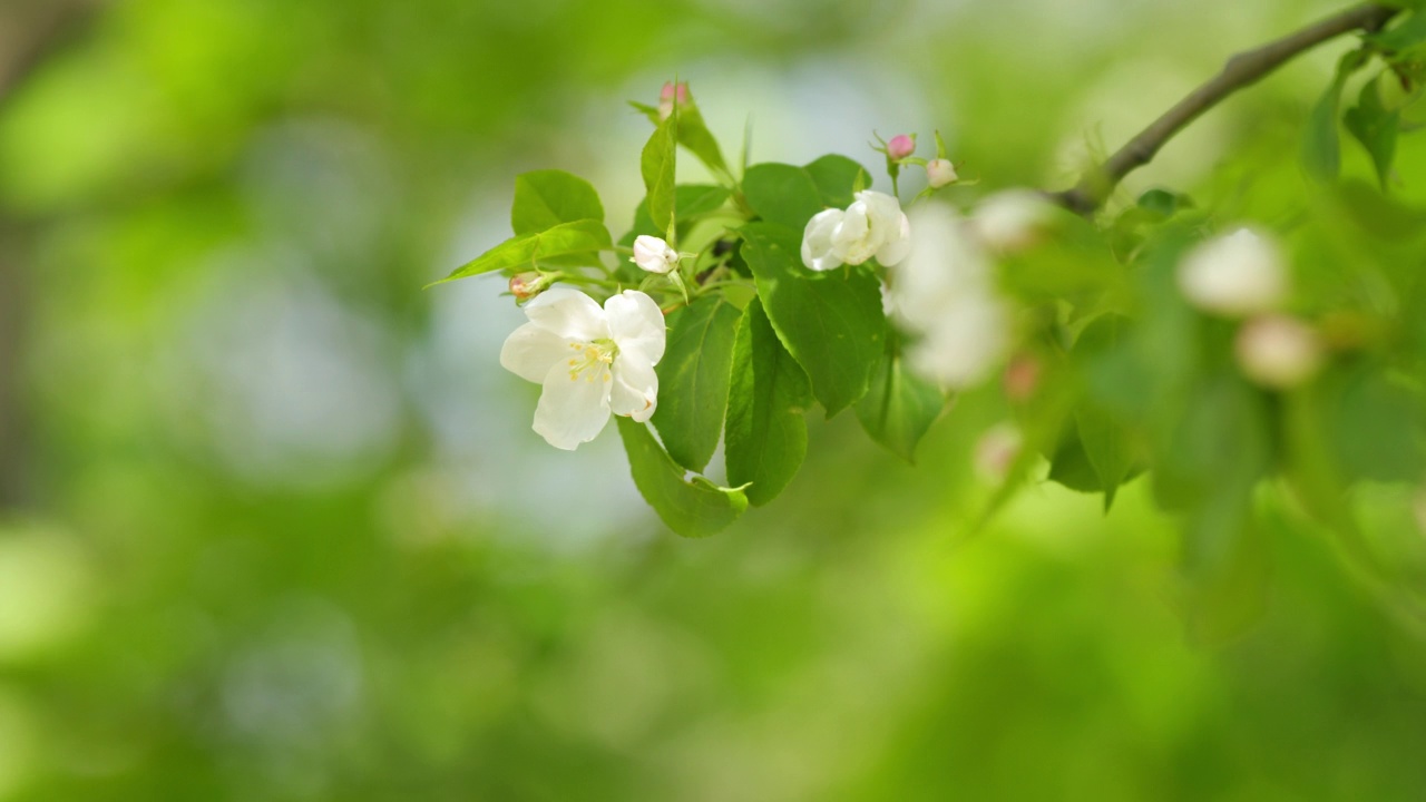 开花有枝的苹果树。白色的苹果花。春天开花的背景。视频素材