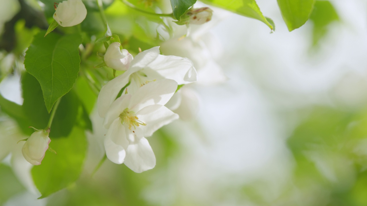 春天果园里的苹果树开着白花。春天美丽的树枝。视频素材