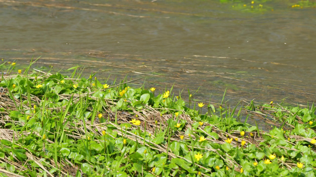 Pilewort。春天阳光明媚的日子在东欧的小溪岸边绽放。第一张春花特写。视频素材