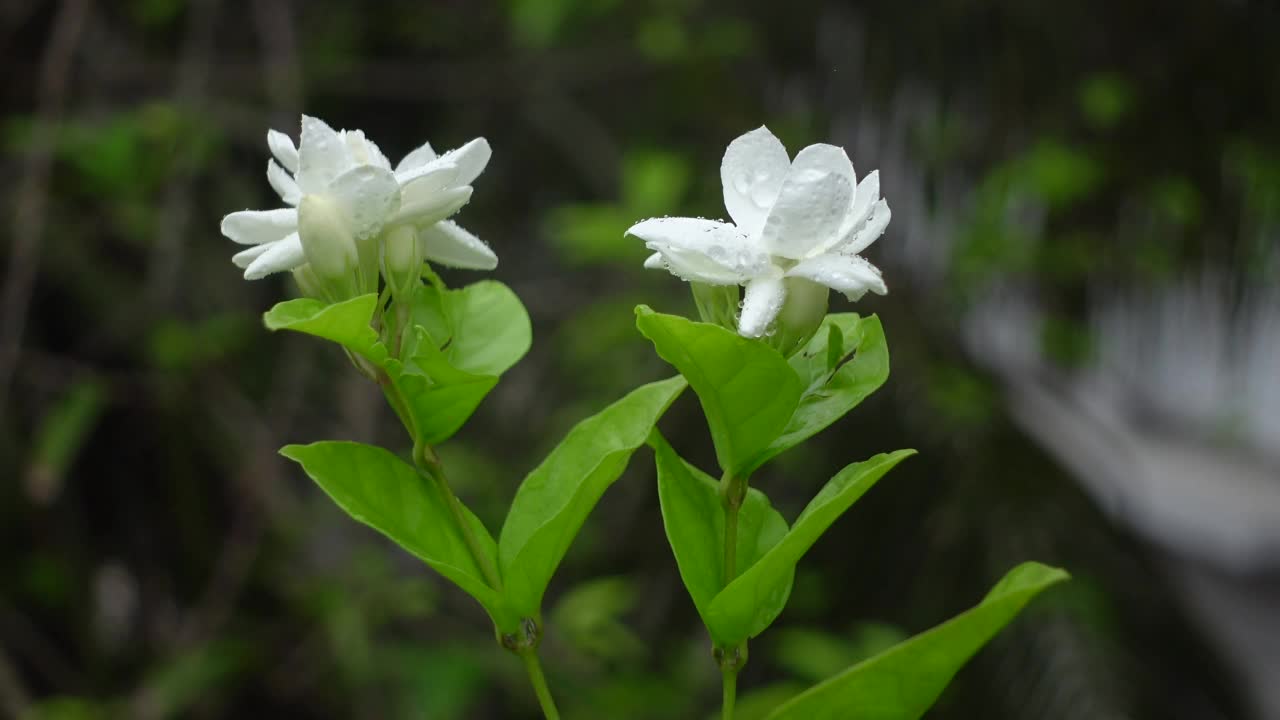 白色茉莉(阿拉伯茉莉)花盛开在一棵绿色的树上。白色和绿色的花特写背景。4 k的视频。视频素材