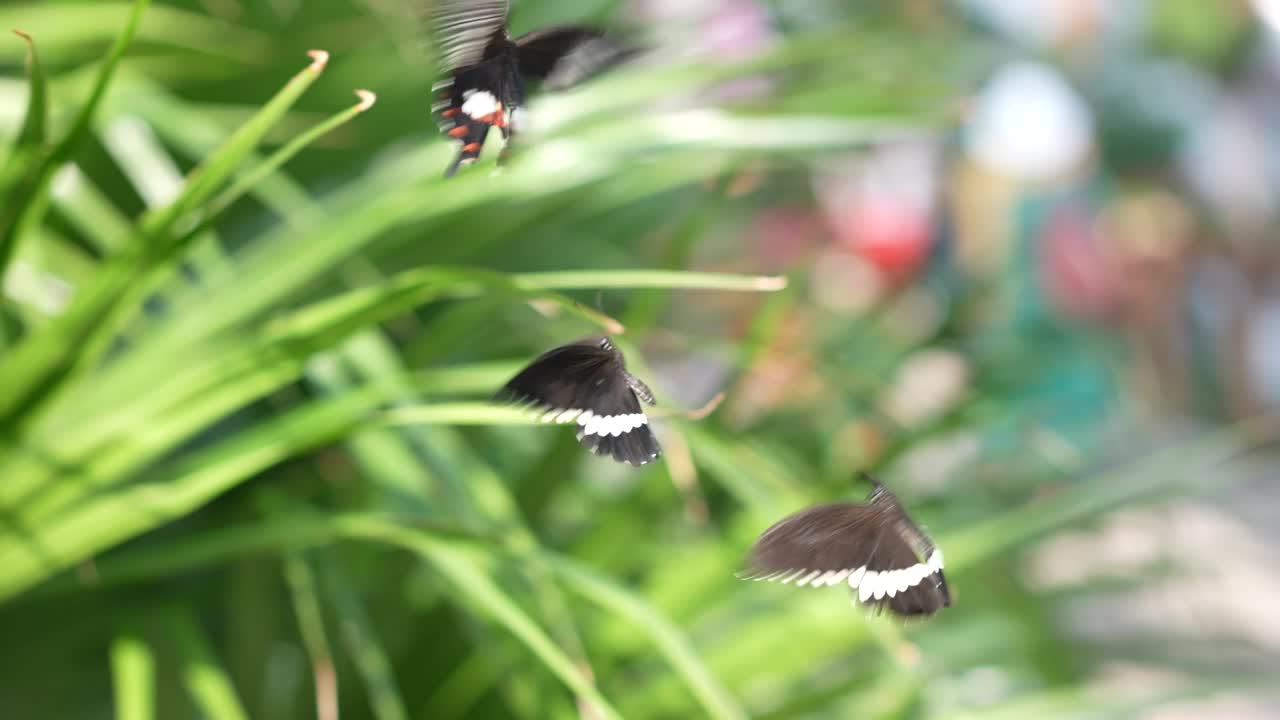 一只美丽的燕尾蝶在带露珠的叶子上视频素材