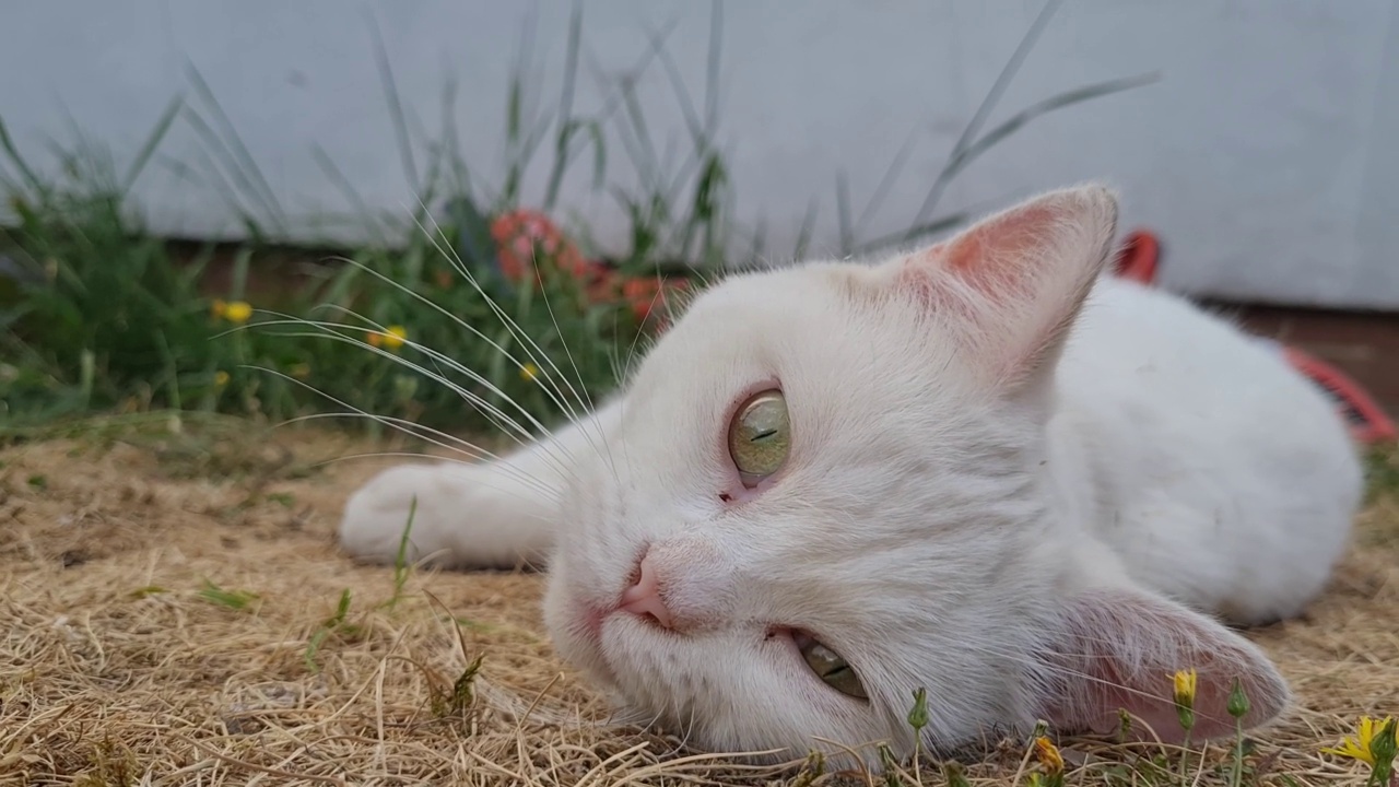 美丽的波斯品种猫在家庭花园的姿势，特写镜头视频素材