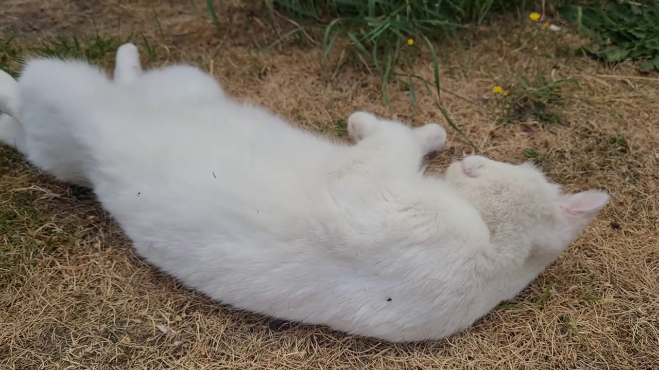 美丽的波斯品种猫在家庭花园的姿势，特写镜头视频素材