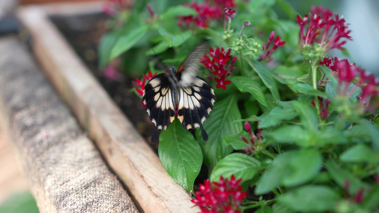 蝴蝶吞尾Papilio machaon视频素材