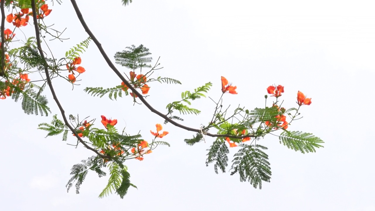 夏天的花Krishnachura (Delonix regia)或孔雀花盛开在整棵树上。红绿花朵背景。4 k的视频。视频素材