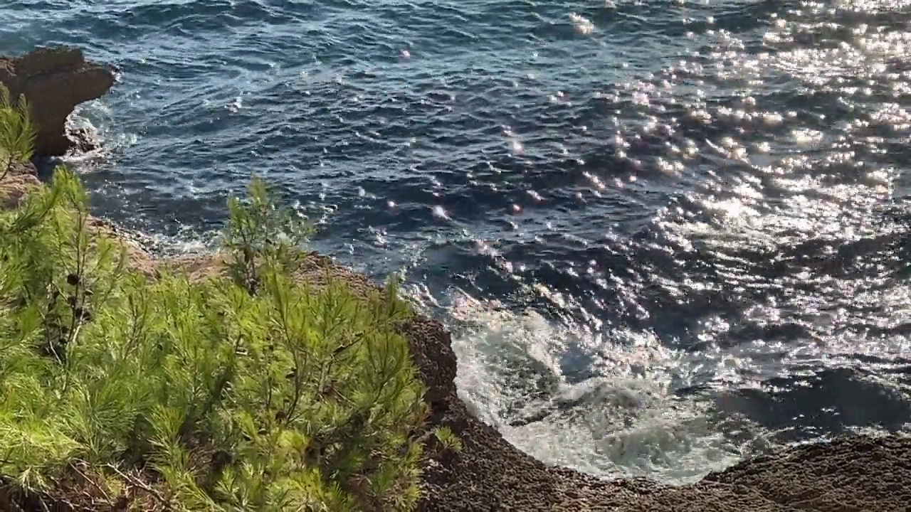 夏天岩石海岸上的松树。视频素材