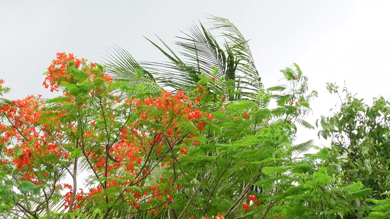 夏天的花Krishnachura (Delonix regia)或孔雀花盛开在整棵树上。红绿花朵背景。4 k的视频。视频素材