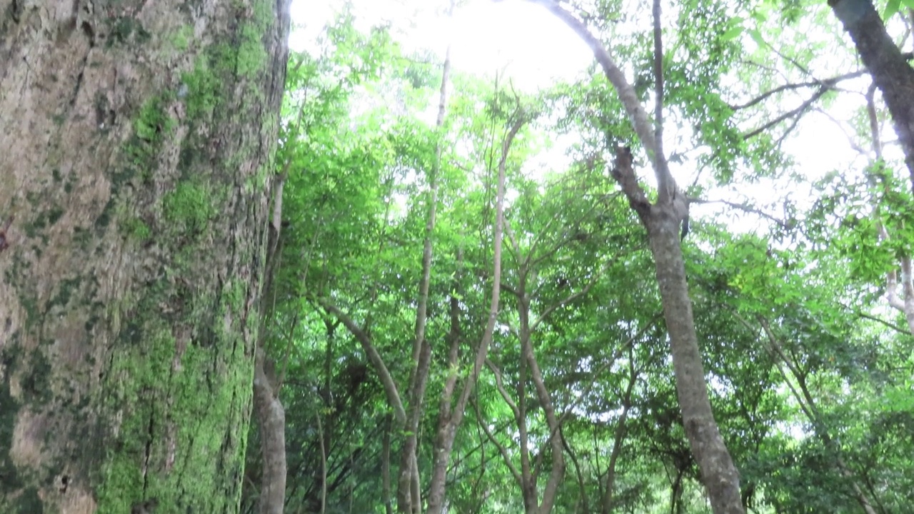 热带雨林的瀑布视频素材