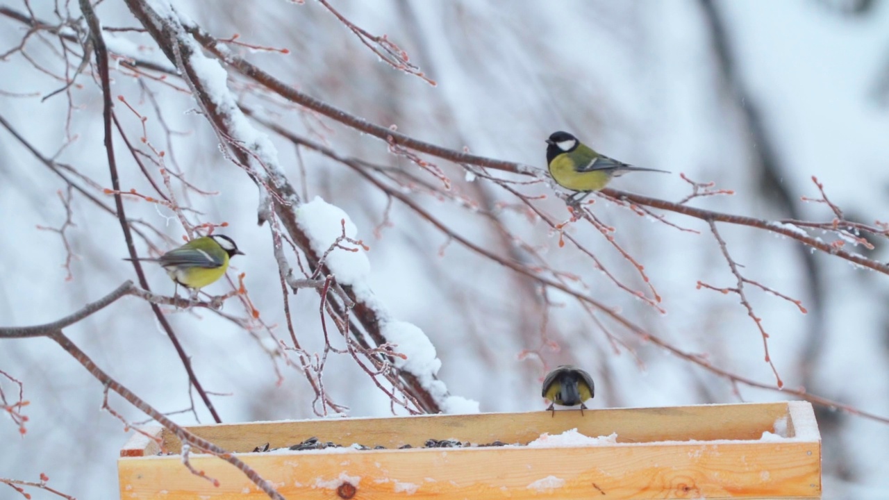 一群鸟-大山雀(Parus major)在一个多云的冬天飞在喂食器附近。视频素材