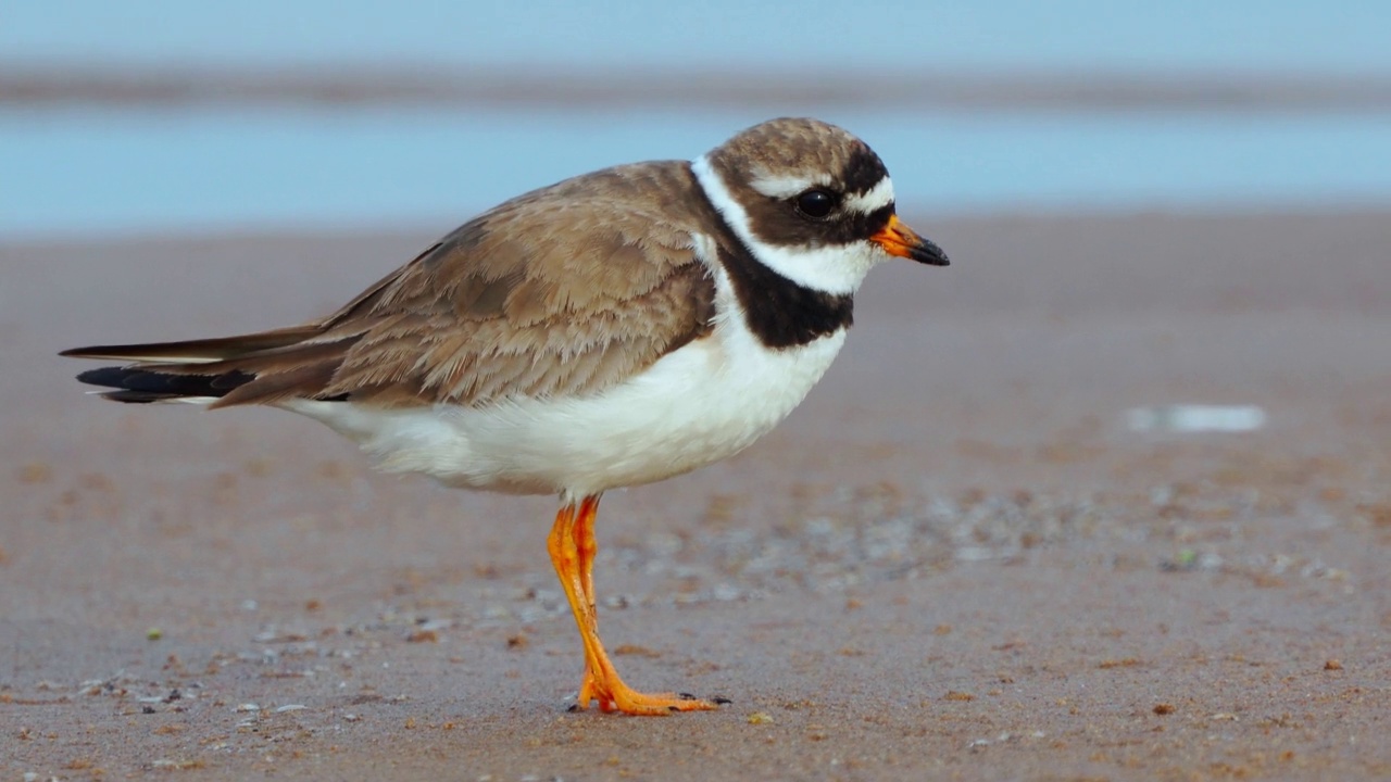 鸟-普通环斑鸠(Charadrius hiaticula)沿着水边的沙滩漫步。视频素材