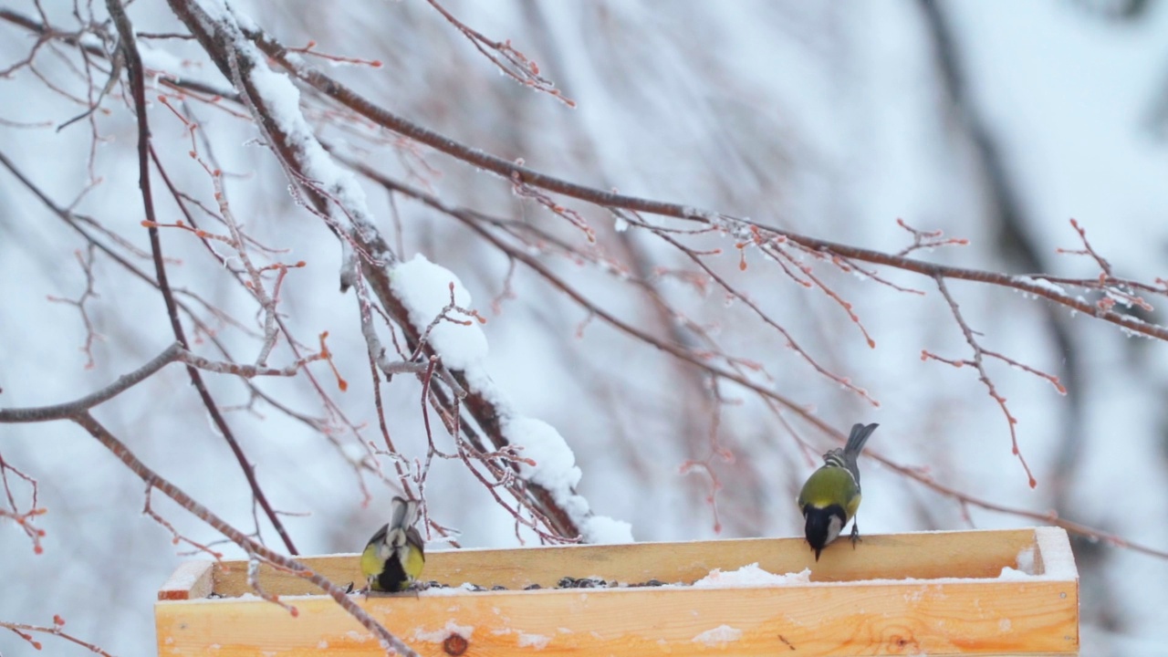 一群鸟-大山雀(Parus major)在一个多云的冬天飞在喂食器附近。视频素材