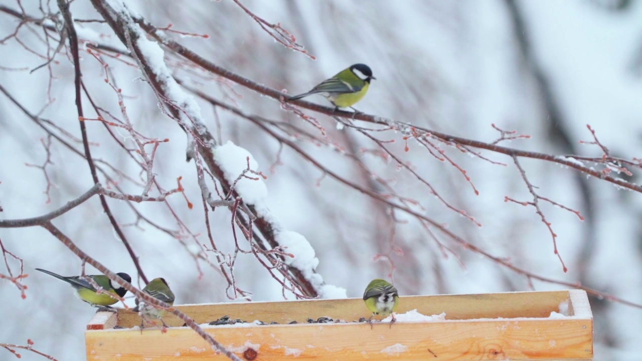 一群鸟-大山雀(Parus major)在一个多云的冬天飞在喂食器附近。视频素材