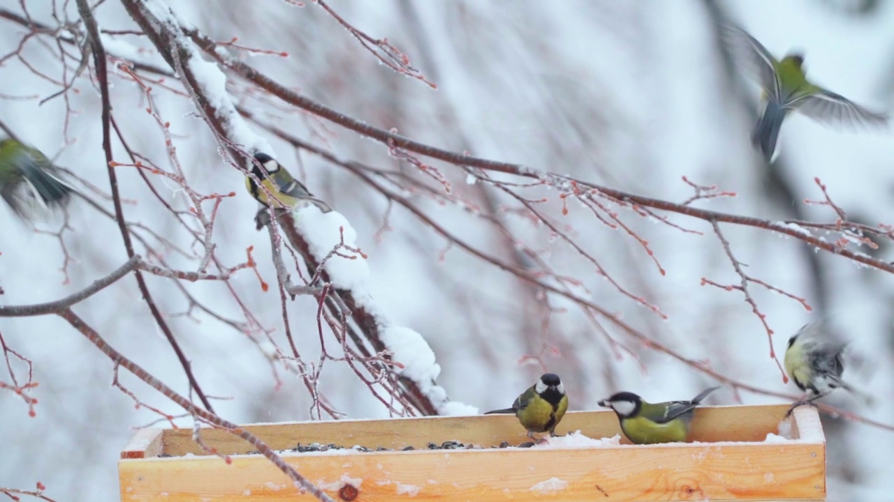 一群鸟-大山雀(Parus major)在一个多云的冬天飞在喂食器附近。视频素材