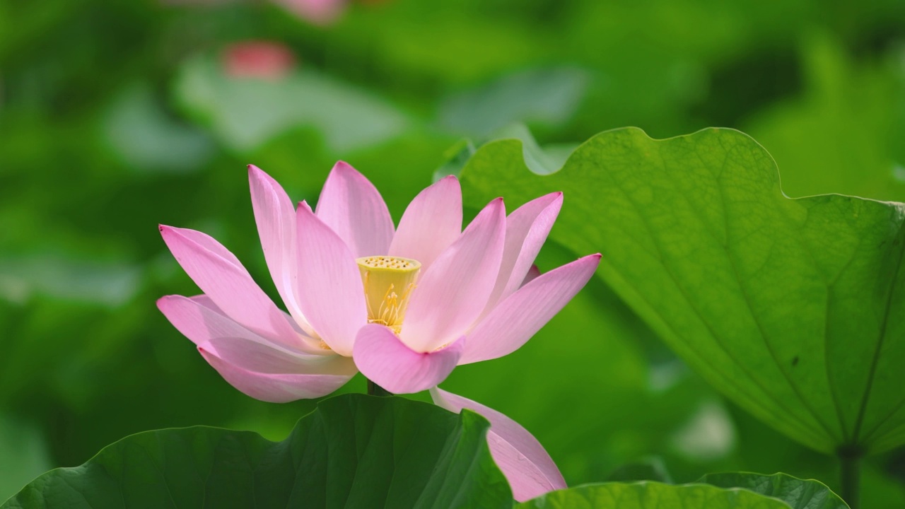 朵朵荷花随风摇曳视频素材