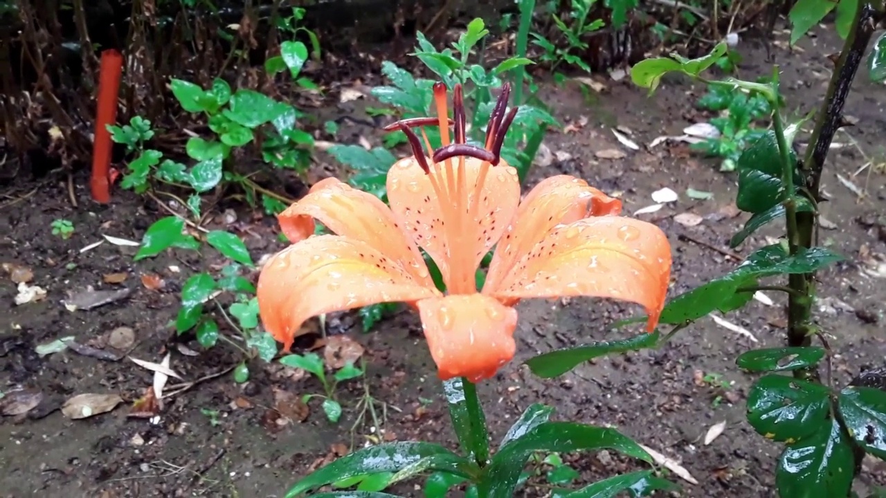 雨中的橙百合。视频素材