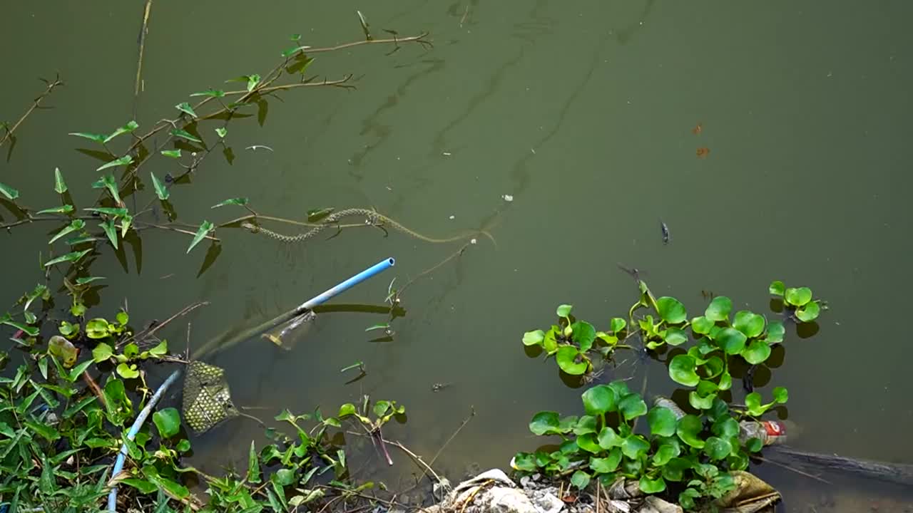 水蛇在水里游视频素材