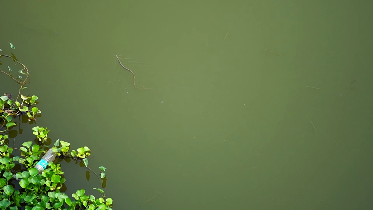 水蛇在水里游视频素材