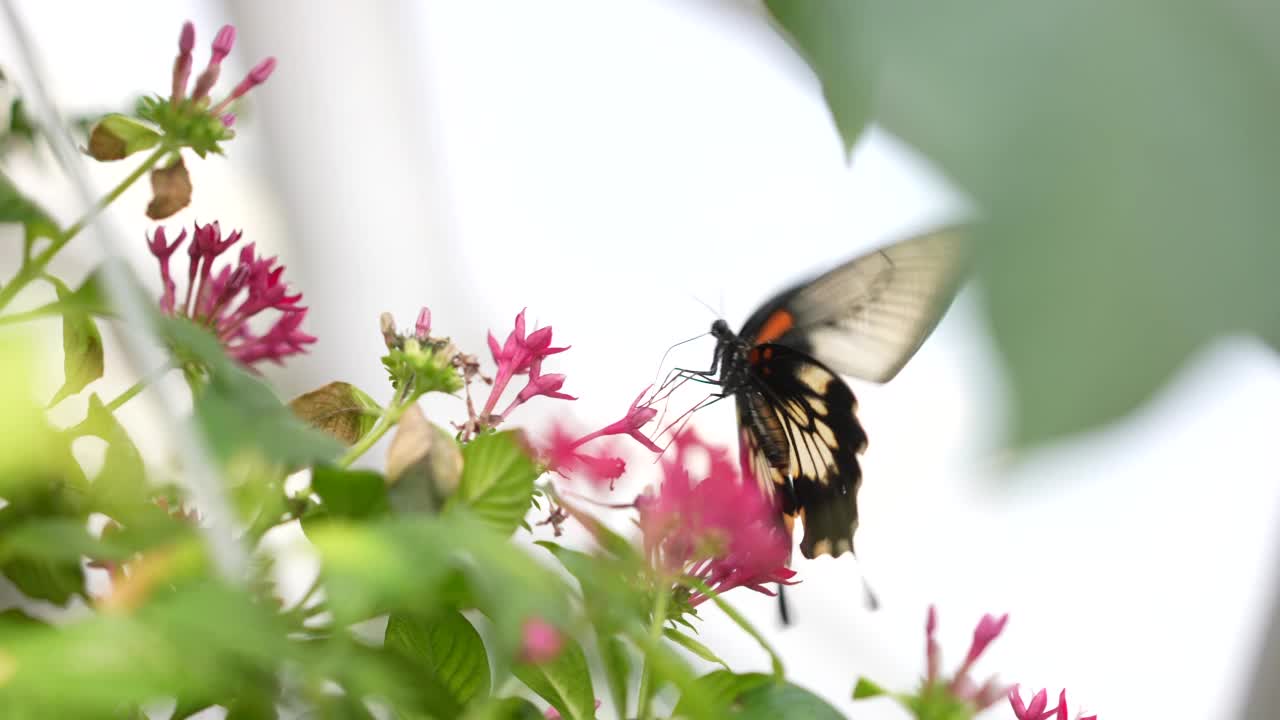 蝴蝶吞尾Papilio machaon视频素材