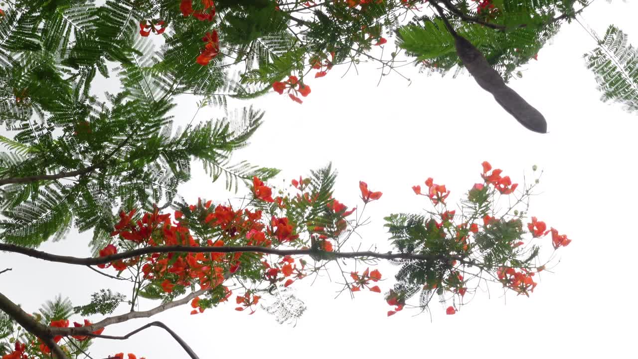 夏天的花Krishnachura (Delonix regia)或孔雀花盛开在整棵树上。红绿花朵背景。4 k的视频。视频素材