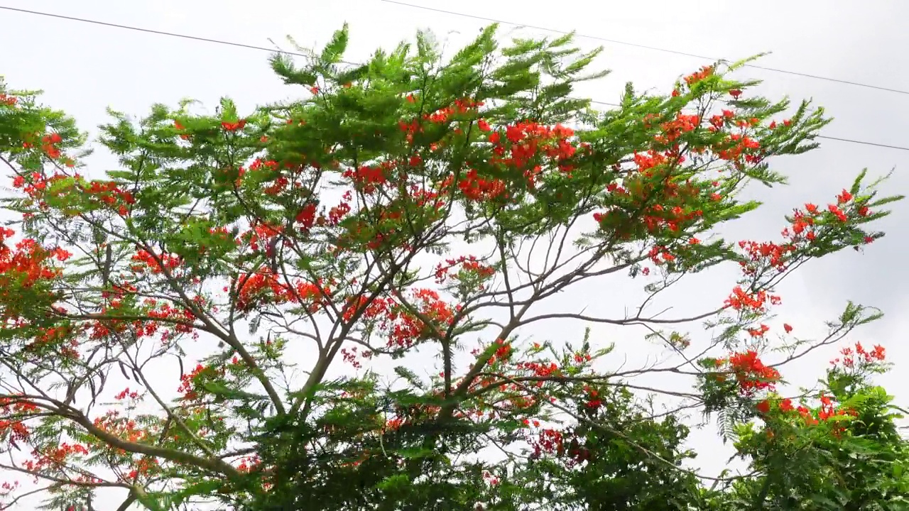 夏天的花Krishnachura (Delonix regia)或孔雀花盛开在整棵树上。红绿花朵背景。4 k的视频。视频素材