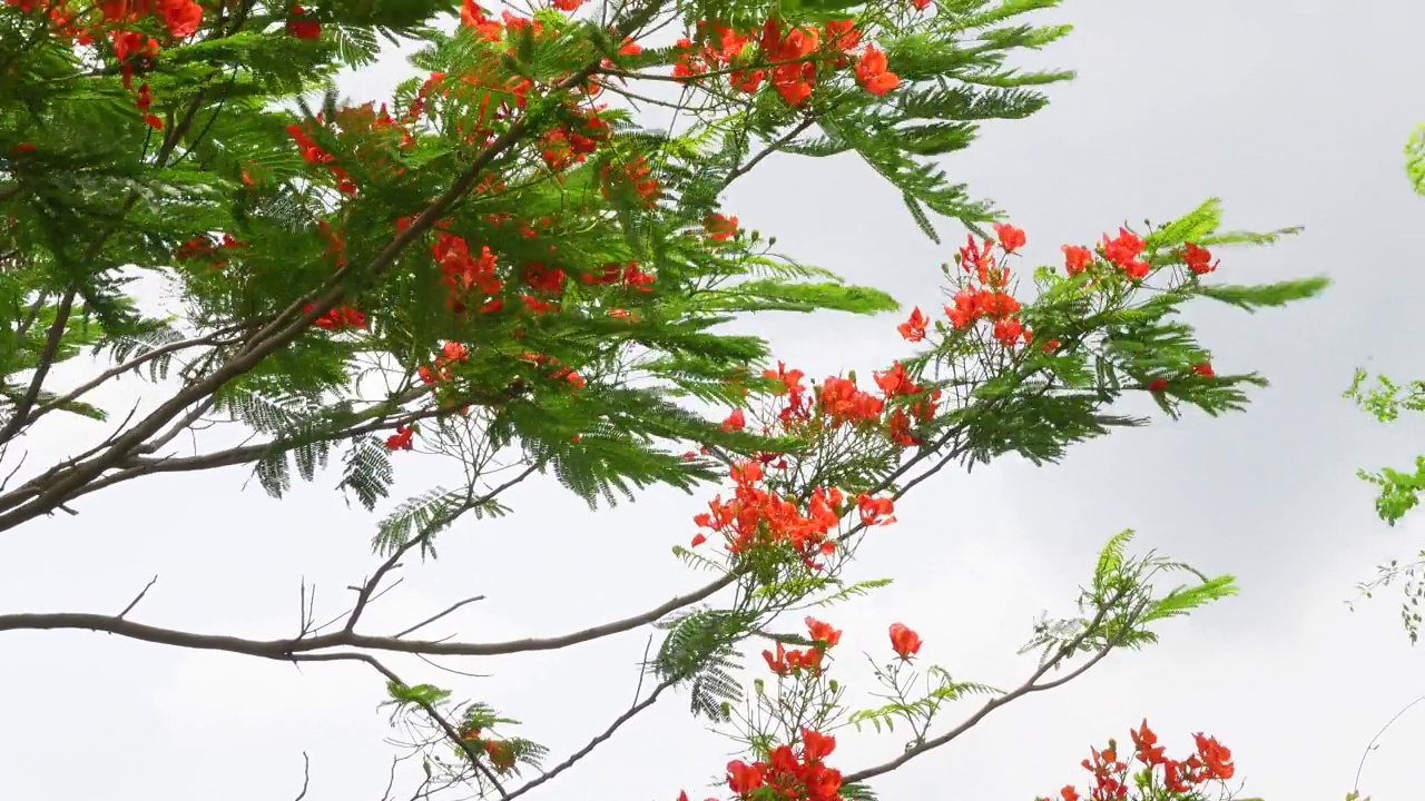 夏天的花Krishnachura (Delonix regia)或孔雀花盛开在整棵树上。红绿花朵背景。4 k的视频。视频素材