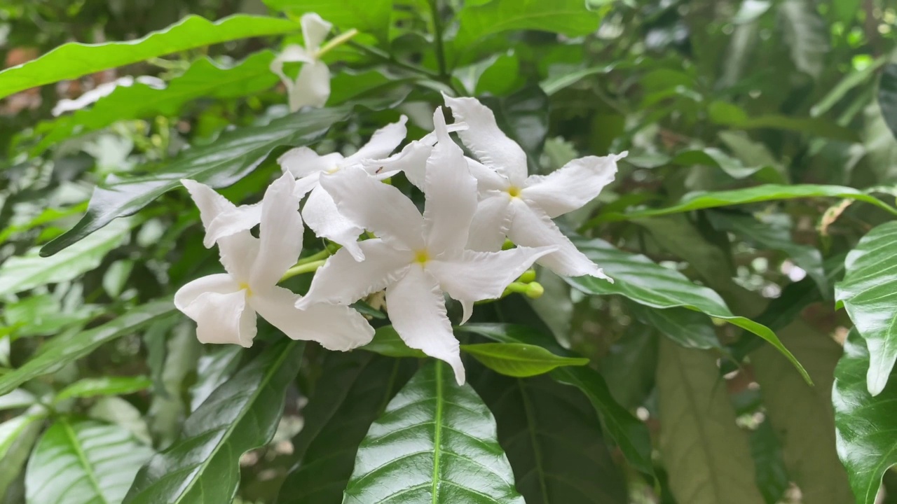 五瓣白花正在盛开，颜色洁白，小五瓣带着黄色的花粉视频素材