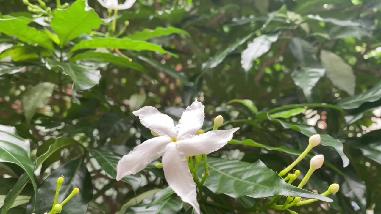 五瓣白花正在盛开，颜色洁白，小五瓣带着黄色的花粉视频素材