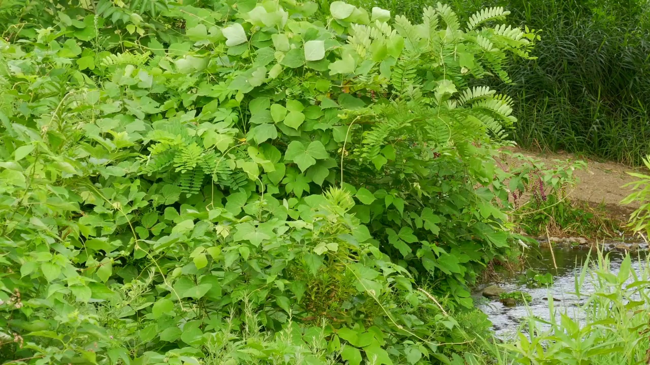 植物在风中摇曳，河水在流动。视频素材